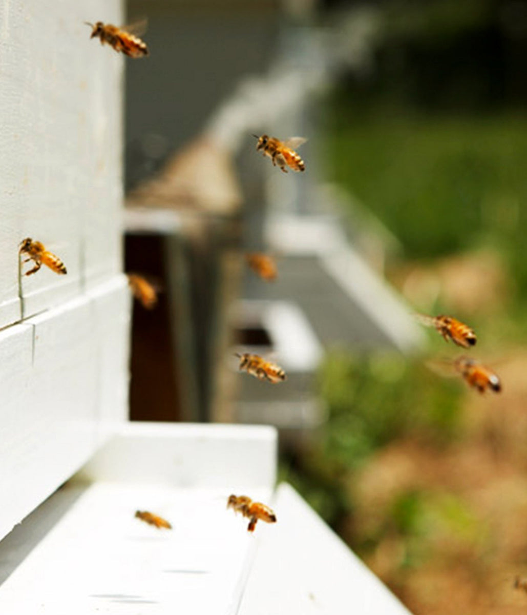 Honey from Live Wire Farm