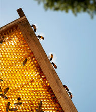 Load image into Gallery viewer, Honey from Live Wire Farm
